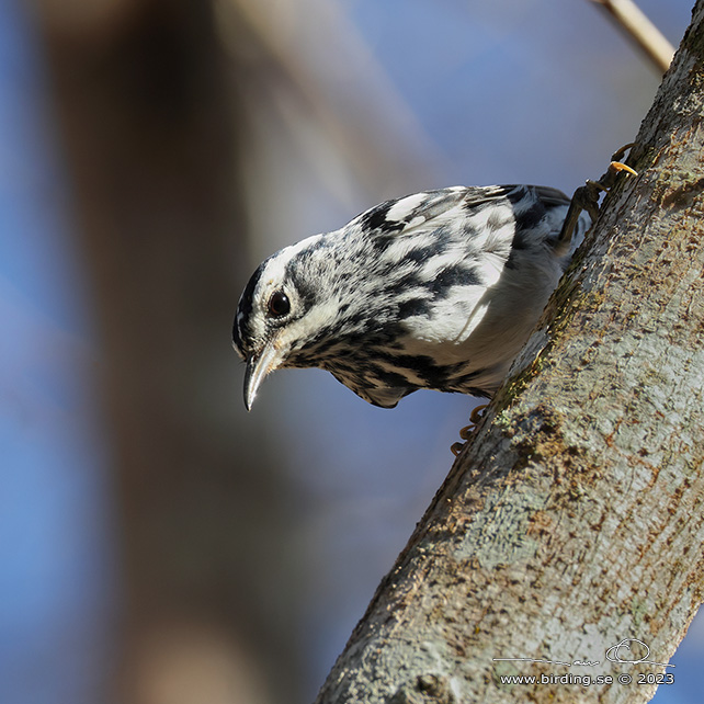 BLACK-AND-WHITE WARBLER (Mniotilta varia) - stor bild / full size